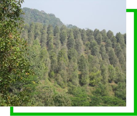 Budidaya Tanaman Cengkeh sebagai Upaya Meningkatkan Potensi Perkebunan Desa